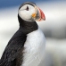 puffin_atlantic_msi_v_0815_can1844.jpg